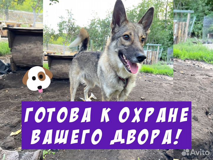 Охранницы на цепь - стерилизованные