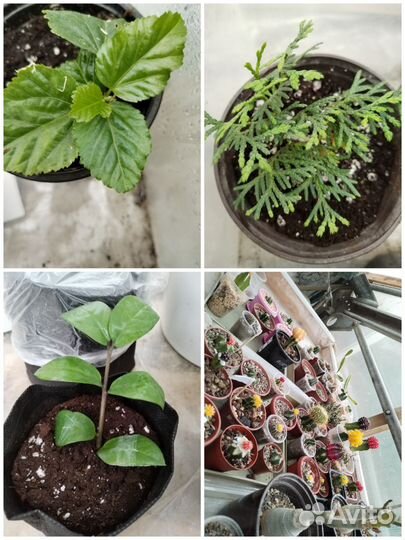 Комнатные цветы