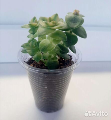 Крассула Перфората, Овата. Суккуленты