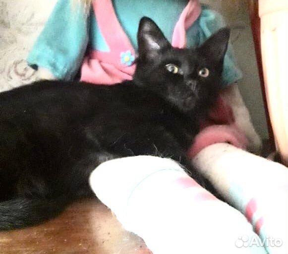 Девочка котенок Багира