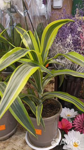 Драцена,комнатные растения