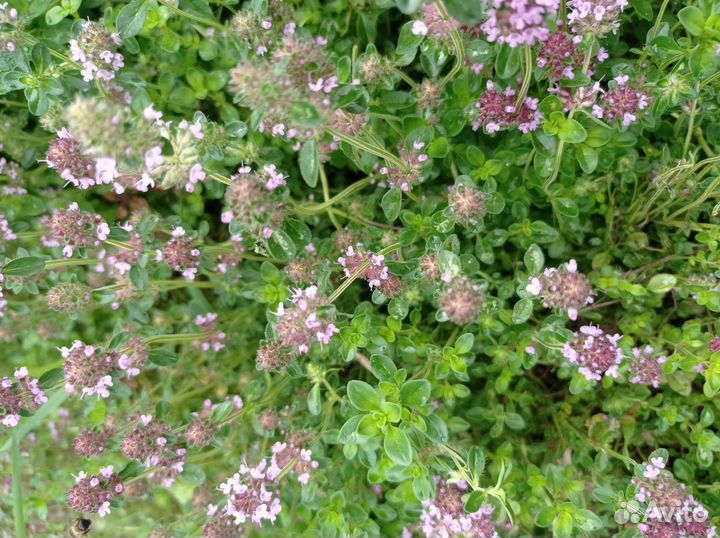 Садовая мята, душица, чабрец, мелисса