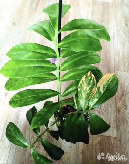 Замиокулькас вариегатный Long leaf limon var