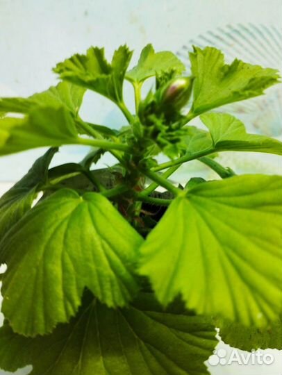 Королевская пеларгония