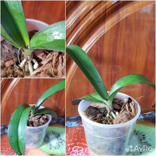 Орхидея фаленопсис