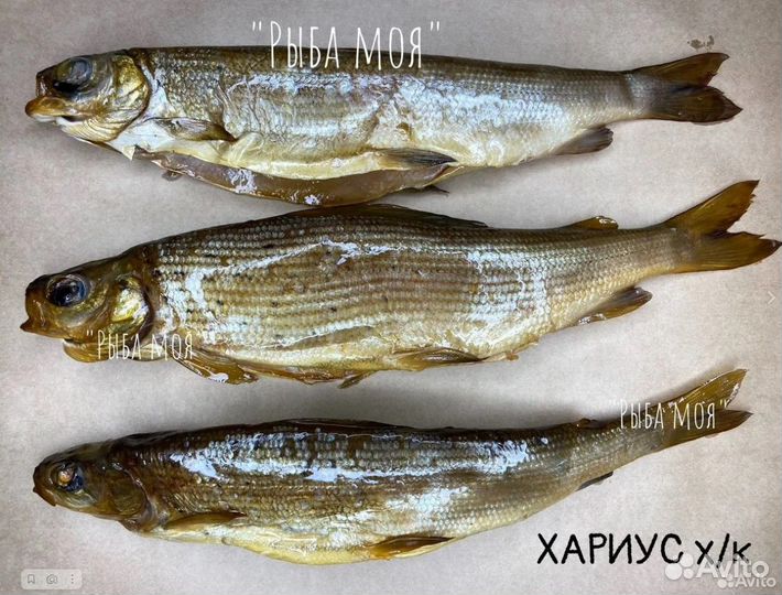 Северная рыба хариус
