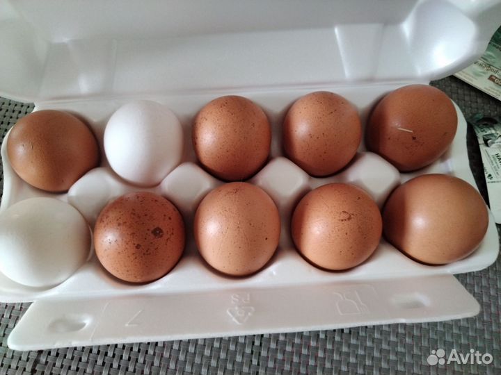 Домашние куриные яйца