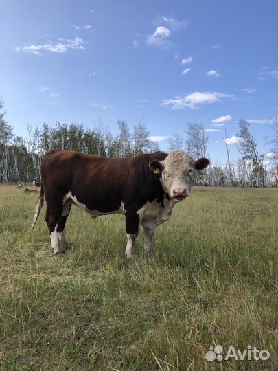 Быки герефорд