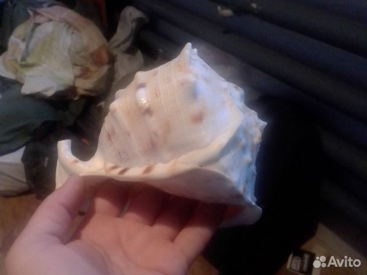 Ракушка для аквариума