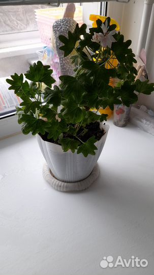 Комнатные цветы