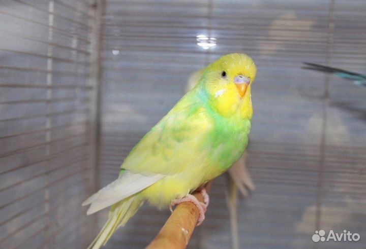 Волнистый попугай, ввп чехи