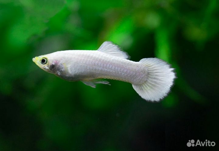 Гуппи чистая линия
