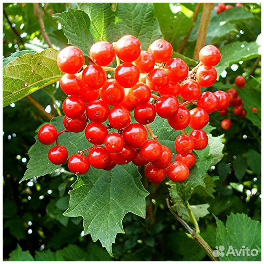 Саженцы плодовых культур