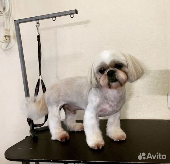 Стрижка собак мелких пород