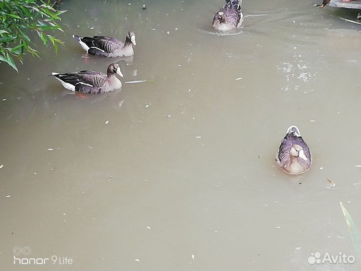 Гуси дикие подсадные