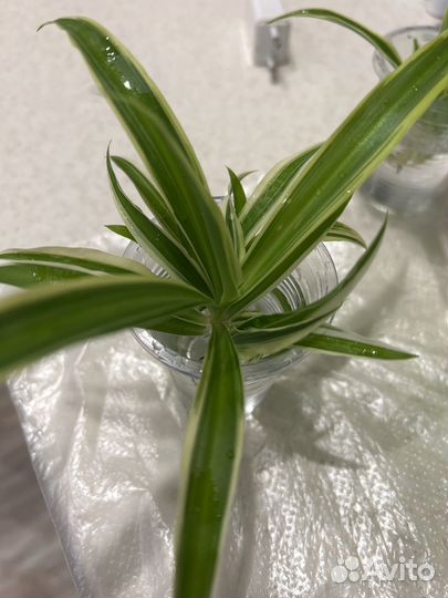 Хлорофитум