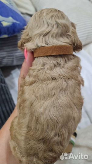 Мальтипу малыш