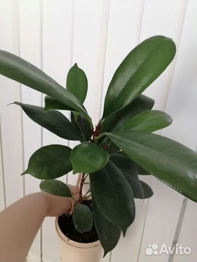 Фикус бокальчатоприлистниковый циатистипула