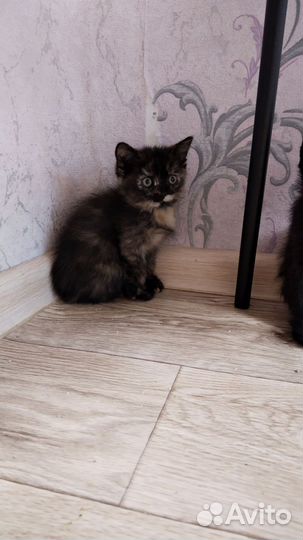 Котенок 2 месяца Британец Метис