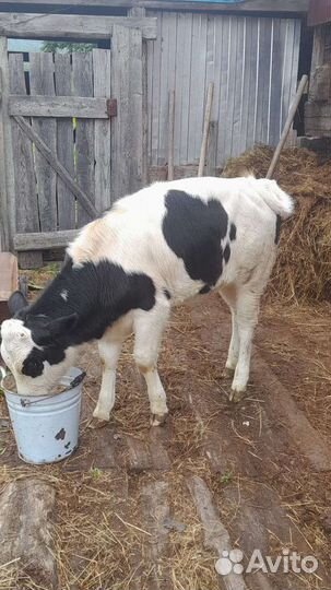 Телочка 4 месяца