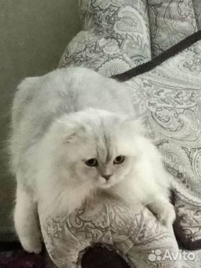 Шотландский кот вязка