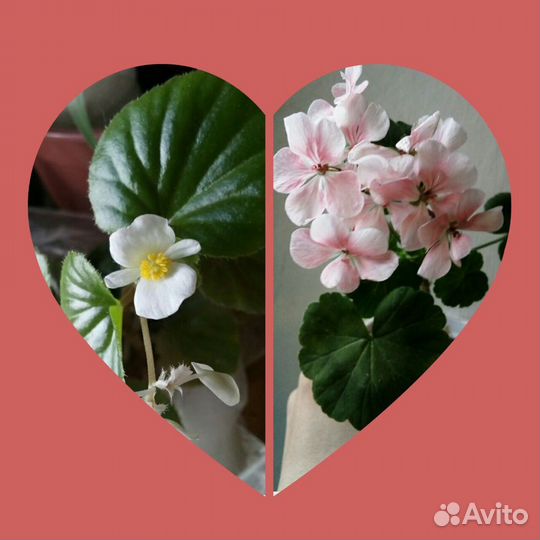 Бегония розовя белая,герань пеларгония крап