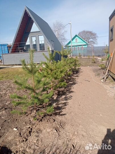 Саженцы сосны ели пихты туи и др пород