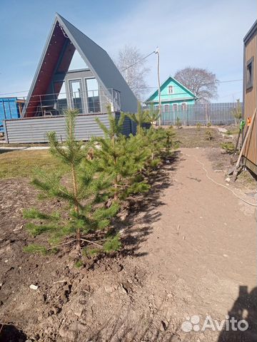 Саженцы сосны ели пихты туи и др пород