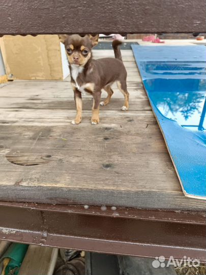 Чихуахуа девочка