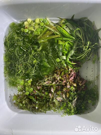 Аквариумная прополка