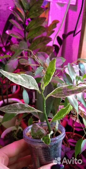 Комнатные растения