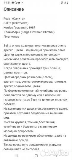 Роза плетистая немецкая Салита