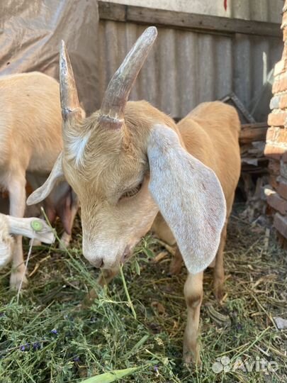 Коза дойная