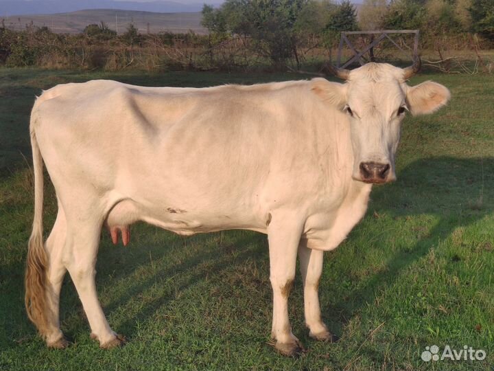 Коровы, бычок, телята