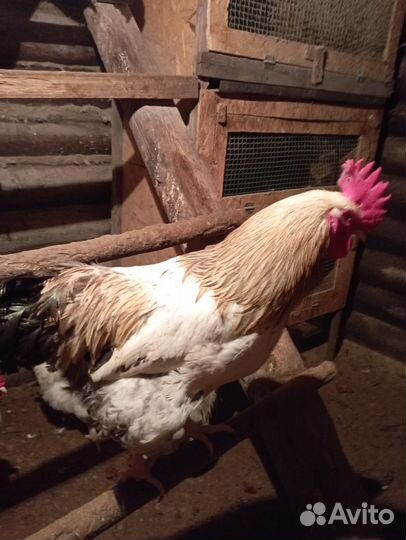 Продам цесарок и петухи