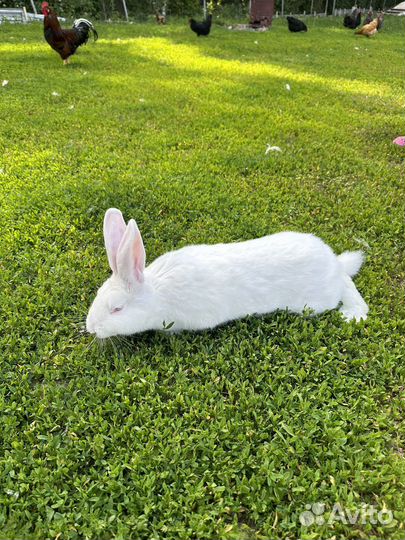 Панон. Броллеры