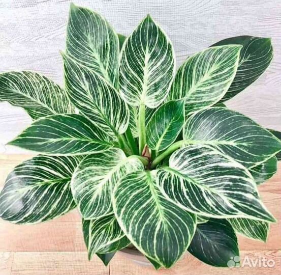 Филодендроны. Эсхинантус жар птица