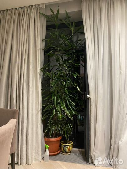 Дерево в горшке