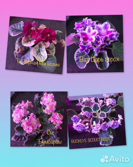 Сортовые фиалки