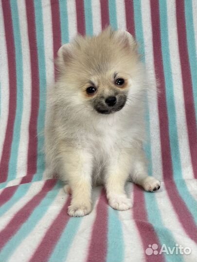 Щенок померанского шпица мини