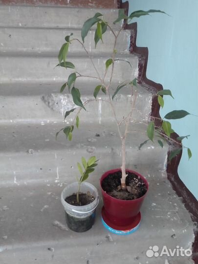 Фикус Барок, Бендж, Адениум Кротон пестрый, Бугенв