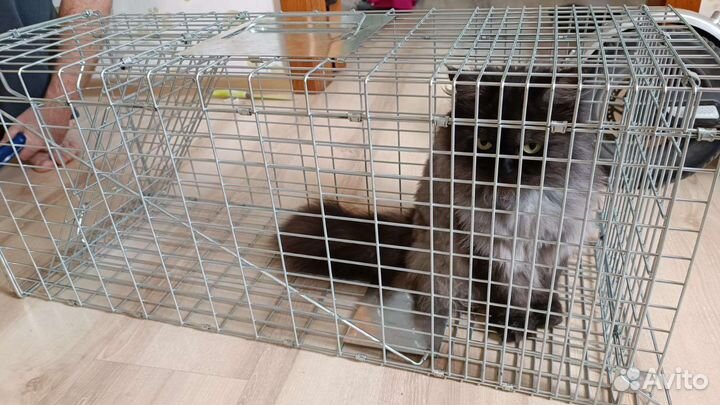 Аренда собаколовки, кошколовки