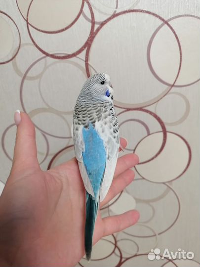 Попугай чех, ввп, ручная самка