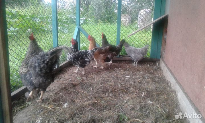 Куры несушки