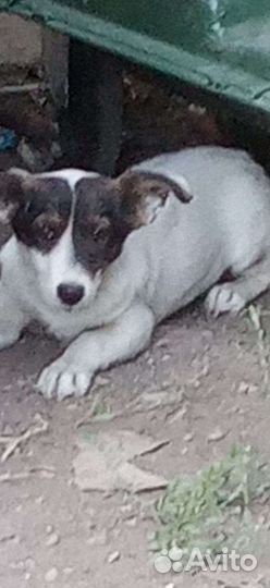 Щенок ласковый мальчик