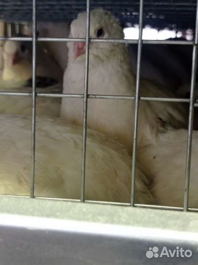 Русские Радонежские перепела/яйца для инкубации