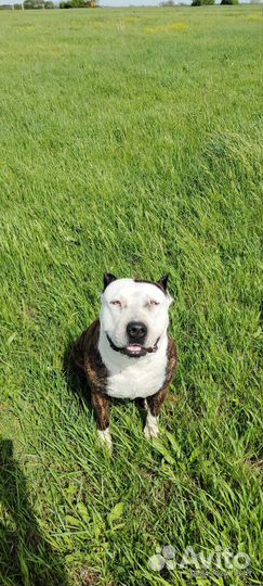 Щенки питбуля