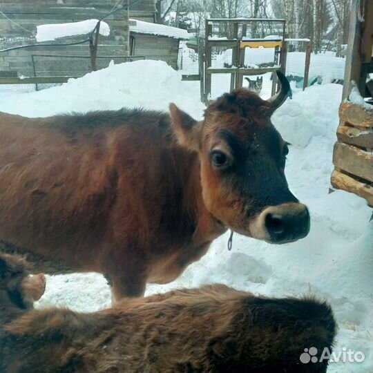 Джерсейская корова нетель