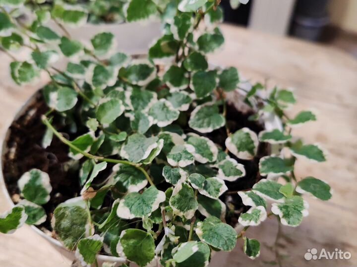 Фикус Пумила «Уайт Санни»