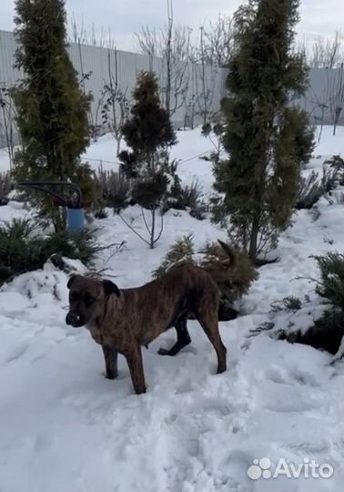 Кане Корсо девочка 2 года, окрас тигровый